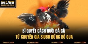 Bí Quyết Cách Nuôi Đà Gà Từ Chuyên Gia SIU88 Đừng Bỏ Qua 18 Nuôi đá gà
