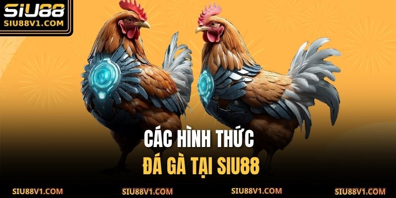 Các hình thức đá gà tại SIU88
