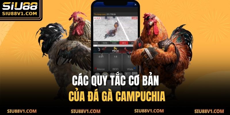 Các quy tắc cơ bản của đá gà Campuchia