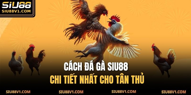 Cách đá gà SIU88 chi tiết nhất cho tân thủ