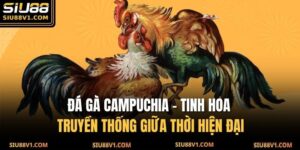 Đá Gà Campuchia - Tinh Hoa Truyền Thống Giữa Thời Hiện Đại 17 Đá gà Campuchia