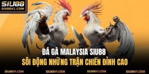 đá gà Malaysia SIU88