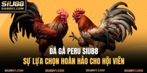 Đá gà Peru SIU88