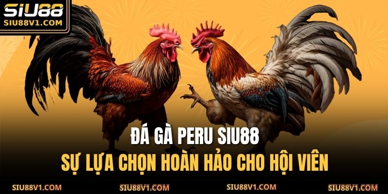 Đá gà Peru SIU88