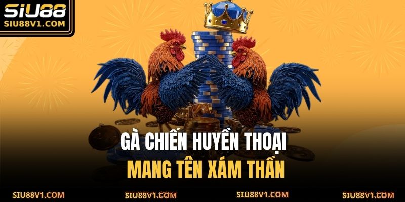 Gà chiến huyền thoại mang tên xám thần