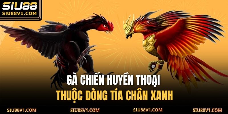 Gà chiến huyền thoại thuộc dòng tía chân xanh