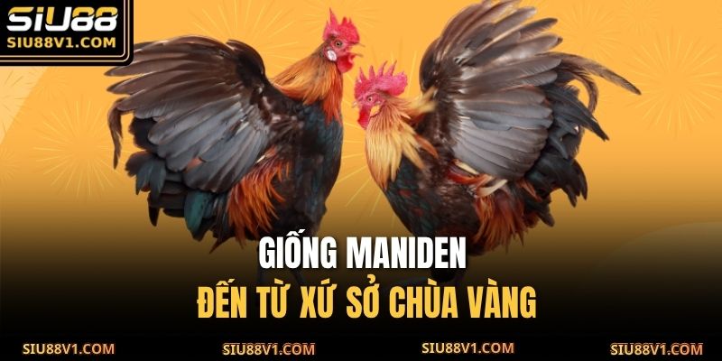 Giống Maniden đến từ xứ sở chùa vàng