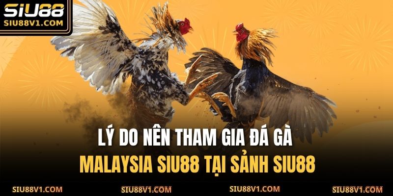 Lý do nên tham gia đá gà Malaysia SIU88 tại sảnh SIU88