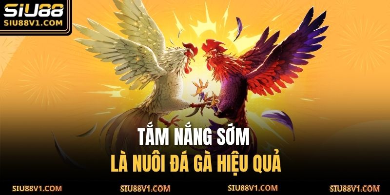 Tắm nắng sớm là nuôi đá gà hiệu quả